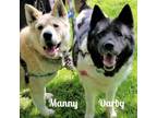 Adopt Darby & Manny (bonded pair) a Akita