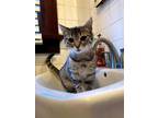 Adopt PUGSLEY a Brown Tabby Munchkin / Mixed (short coat) cat in La Verne