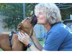 Adopt Ms. Jane a Red/Golden/Orange/Chestnut Australian Cattle Dog / Mixed dog in