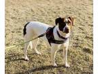 Adopt Isla a White Australian Cattle Dog / Mixed dog in Elkhorn, WI (32086010)