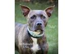Adopt Tulip a Brown/Chocolate American Pit Bull Terrier / Mixed dog in Fond du