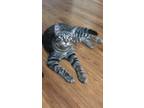 Adopt Zeppelin a Gray, Blue or Silver Tabby American Shorthair (medium coat) cat