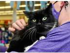 Adopt Sox a Domestic Shorthair / Mixed (short coat) cat in Bountiful