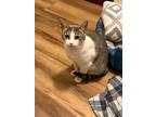 Adopt MORTICIA a Gray, Blue or Silver Tabby Munchkin / Mixed (short coat) cat in