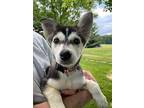 Siniy adoption pending Husky Puppy Female