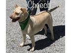 Cheech American Bulldog Adult Male