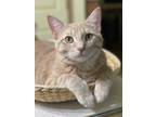 Adopt Mandarin a Tan or Fawn Domestic Shorthair / Domestic Shorthair / Mixed cat