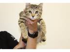 Adopt Duchess a Brown Tabby Domestic Shorthair / Mixed (short coat) cat in