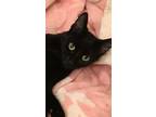 Adopt Mary - something about Mary! a American Bobtail, Domestic Short Hair