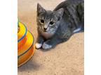 Adopt Baby Cakes a Gray, Blue or Silver Tabby Domestic Shorthair (short coat)