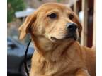 Adopt Madison a Red/Golden/Orange/Chestnut Labrador Retriever / Mastiff / Mixed