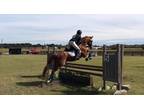 Winning Showjumpingeventing horse for Sale