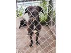 Adopt Boone a Mastiff / Mixed dog in Sprakers, NY (32140088)