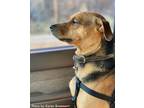 Adopt Thumper a Black - with Tan, Yellow or Fawn Jack Russell Terrier / Beagle /