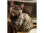 Adopt Hope a Tortoiseshell Domestic Shorthair (short coat) cat in Pickens