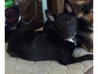 Adopt Kimber a Black - with White Border Collie / Husky dog in Gilbertsville
