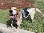 Adopt Benny a Tricolor (Tan/Brown & Black & White) Beagle dog in Melbourne