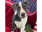 Adopt STAR A STUNNING PUPPY a American Staffordshire Terrier