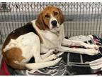 BO Treeing Walker Coonhound Young Male