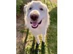 Maizy Great Pyrenees Adult Female