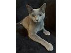 Meredith Grey Russian Blue Young Female