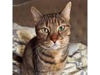Adopt Blueberry a Tabby
