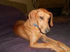 Adopt Cooper a Yellow Labrador Retriever, Greyhound