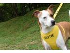 Adopt Maxie a Jack Russell Terrier