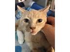 Dorito, Domestic Shorthair For Adoption In Athens, Tennessee