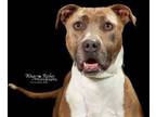 Adopt Pepper a Mixed Breed, Pit Bull Terrier
