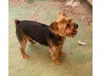 Adopt Chewy a Yorkshire Terrier