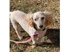 Adopt Sparky a Poodle