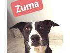 Adopt ZUMA (Oman), yo BONDED with PUMA a Black - with White Canaan Dog dog in