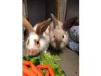 Adopt Bunilla Ice a Tan Other/Unknown / Mixed rabbit in Oromocto, NB (32188558)