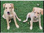 Lucy & Suzy Beagle Puppy Female