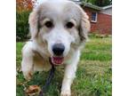 Adopt Willow a Great Pyrenees
