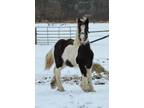 XX Pretty Well Built Gypsy Vanner Filly Black White Tobiano With Spots