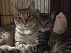 Adopt Mom Cat & her Kitten a Tabby