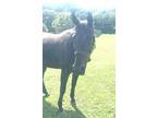 Adopt Cam's On Line (Cammie) a Standardbred / Mixed horse in Gallatin