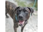 Adopt Thor a American Staffordshire Terrier