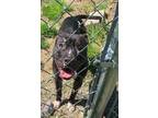 Adopt Spirit a Black American Pit Bull Terrier / Mixed dog in Staley