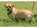 Adopt Honey a Tan/Yellow/Fawn Pug / Mixed dog in Greenville, RI (32212119)