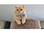 Adopt Panini a Scottish Fold cat in Calimesa, CA (32234332)