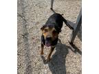 Adopt Argos a Rottweiler / Hound (Unknown Type) / Mixed dog in Washburn