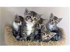 Adopt KITTENS a Gray, Blue or Silver Tabby Domestic Mediumhair / Mixed cat in