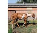 REDUCED 2021 Sorrel Overo Paint Halter Colt by World Champion