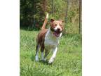 Adopt Bumble a Border Collie, American Staffordshire Terrier