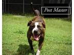 Adopt POST MASTER a Plott Hound, Terrier