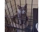 Benny Russian Blue Young Male