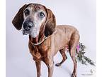 Jasper Redbone Coonhound Senior Male